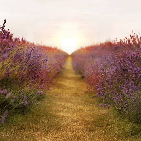 アロマポセカリーイメージ