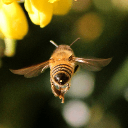 ハニーセラピストイメージ